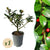 Stechpalme ‚Blue Maid' – Ilex meserveae – Standard