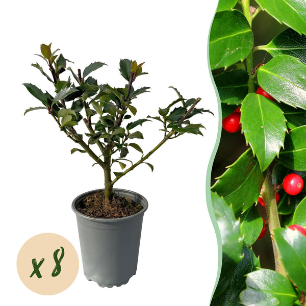 Stechpalme ‚Blue Maid' – Ilex meserveae – Standard
