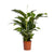 Einblatt ‚Bellini' – Spathiphyllum