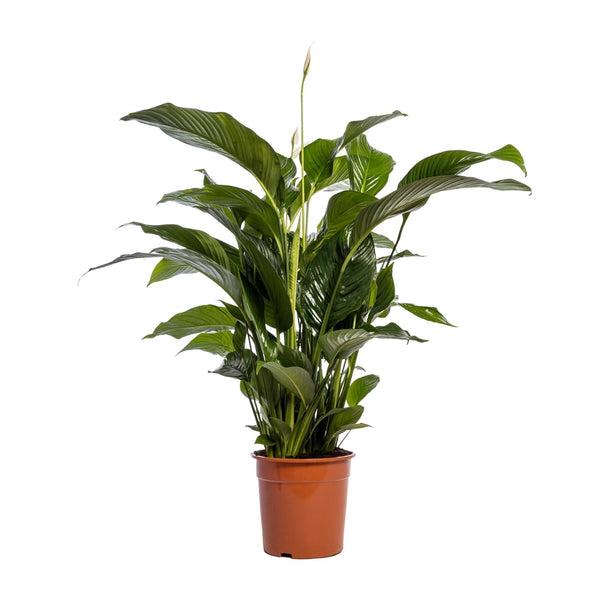 Einblatt ‚Bellini' – Spathiphyllum