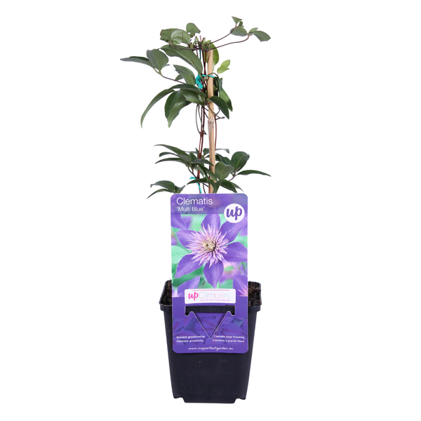 Waldrebe ‚Multi Blue' – Clematis – Ansicht 2