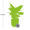 Dieffenbachia ‚Camilla' – Dieffenbachia seguine – Ansicht 3
