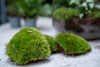 Terrarium-Set „Calathea“ – Pfeilwurz mit Start- und Nachfüllpaket