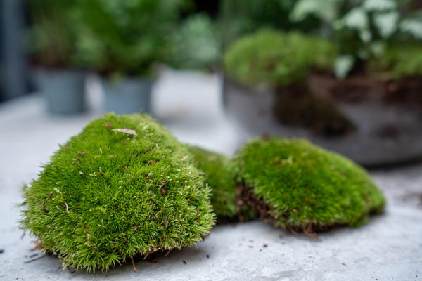 Terrarium-Set „Calathea“ – Pfeilwurz mit Start- und Nachfüllpaket