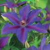 Waldrebe ‚Mrs. N. Thompson' – Clematis – Ansicht 5