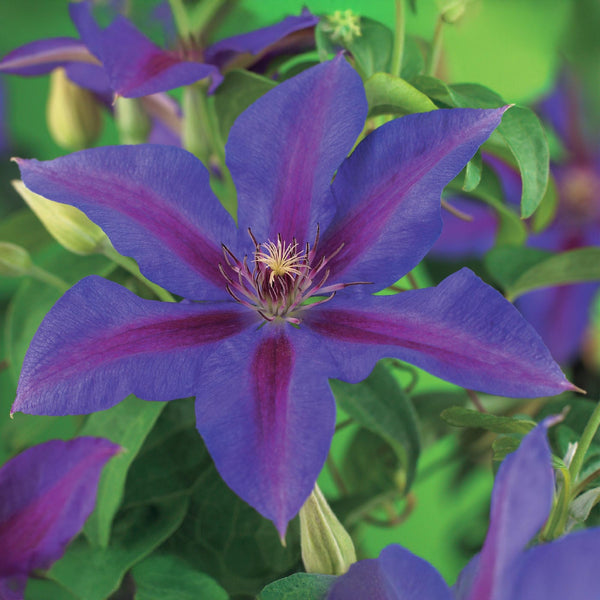 Waldrebe ‚Mrs. N. Thompson' – Clematis – Ansicht 5