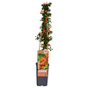 Feuerdorn ‚Soleil d'Or' – Pyracantha