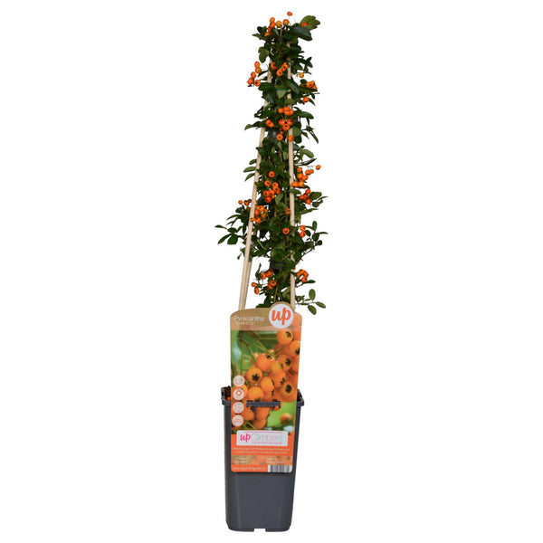 Feuerdorn ‚Soleil d'Or' – Pyracantha