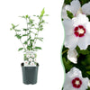 Garteneibisch ‚Red Heart' – Hibiscus syriacus – Weiß mit rotem Herz