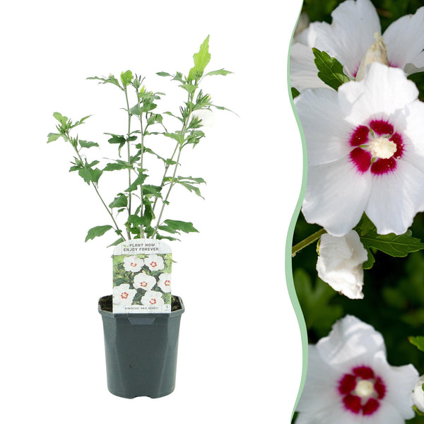 Garteneibisch ‚Red Heart' – Hibiscus syriacus – Weiß mit rotem Herz