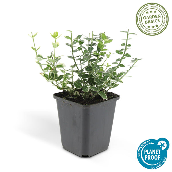 Kriechspindel ‚Emerald Gaiety' – Euonymus fortunei – Ansicht 2