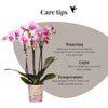 Schmetterlingsorchidee ‚Mineral Rotterdam' – Phalaenopsis – Ansicht 6