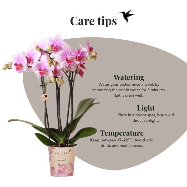Schmetterlingsorchidee ‚Mineral Rotterdam' – Phalaenopsis – Ansicht 6