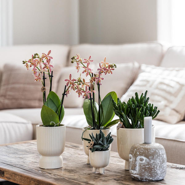 Schmetterlingsorchidee ‚Congo' – Phalaenopsis – Ansicht 7