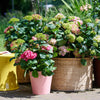 Bauernhortensie ‚Endless Summer The Original Pink' – Hydrangea macrophylla – Ansicht 5