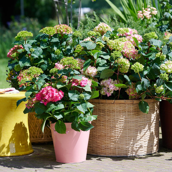 Bauernhortensie ‚Endless Summer The Original Pink' – Hydrangea macrophylla – Ansicht 5