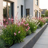 Prachtkerze Duo-Mix – Gaura lindheimeri – Ansicht 6