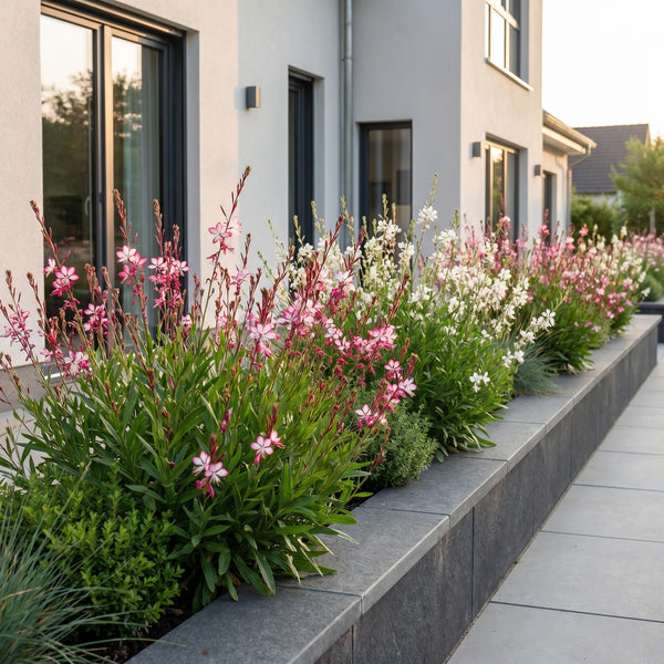 Prachtkerze Duo-Mix – Gaura lindheimeri – Ansicht 6