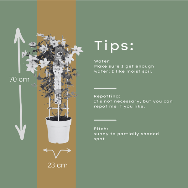 Waldrebe ‚Tsukiko' – Clematis – Ansicht 8
