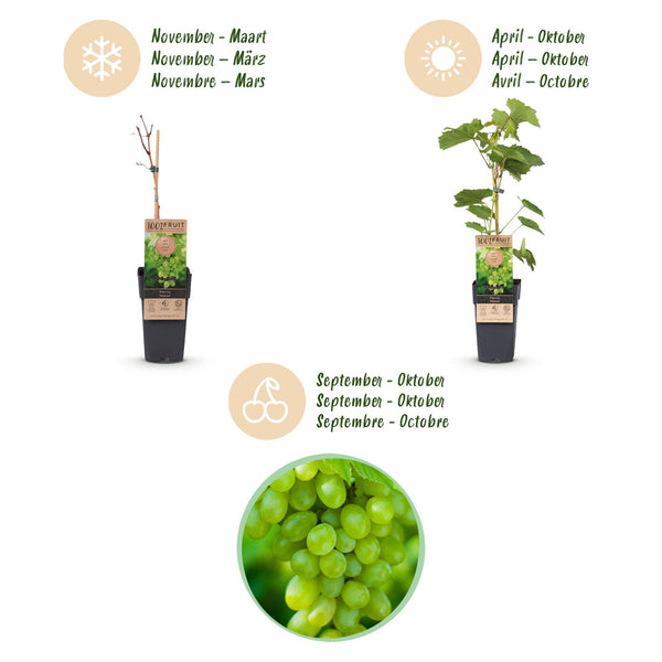 Weinrebe ‚Himrod' – Vitis vinifera – Ansicht 4