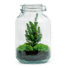 Flaschengarten-Set „Jar Christmas" – DIY-Terrarium im Glas – Ansicht 3