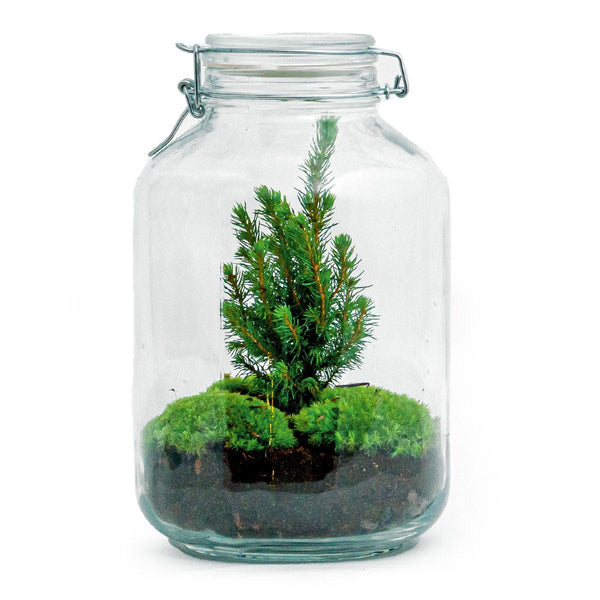 Flaschengarten-Set „Jar Christmas" – DIY-Terrarium im Glas – Ansicht 3