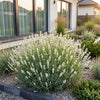 Lavendel ‚Edelweiss' – Lavandula angustifolia – Ansicht 6