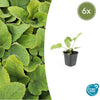 Brandkraut – Phlomis russeliana – 6 Stück