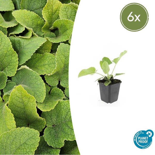 Brandkraut – Phlomis russeliana – 6 Stück