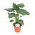 Alocasia cucullata
