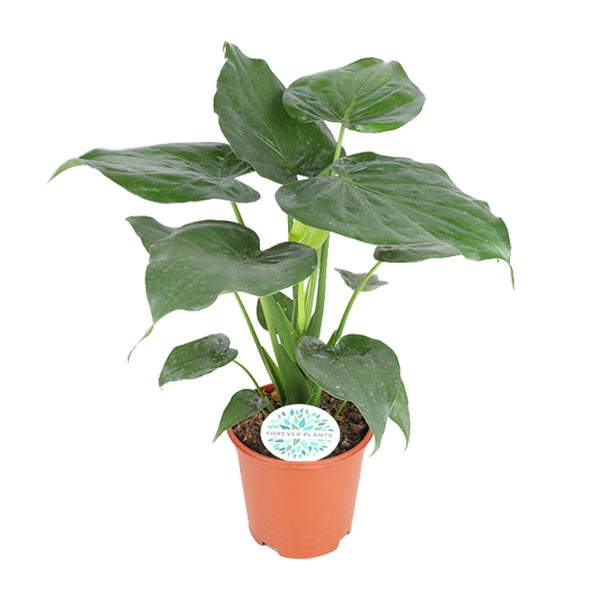 Alocasia cucullata