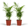 Bergpalme – Chamaedorea elegans