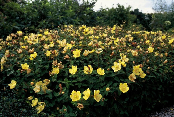 Johanniskraut ‚Peter Dummer' – Hypericum × dummeri – Ansicht 5