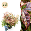 Traubenheide ‚Makijaz' – Leucothoe fontanesiana
