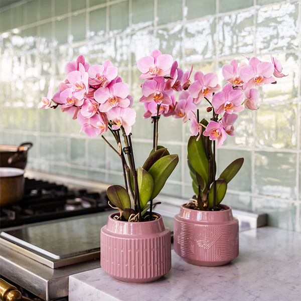 Schmetterlingsorchidee Überraschungsbox einfarbig – Phalaenopsis – Ansicht 5