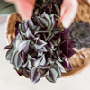Zebrakraut – Tradescantia zebrina – Ansicht 2