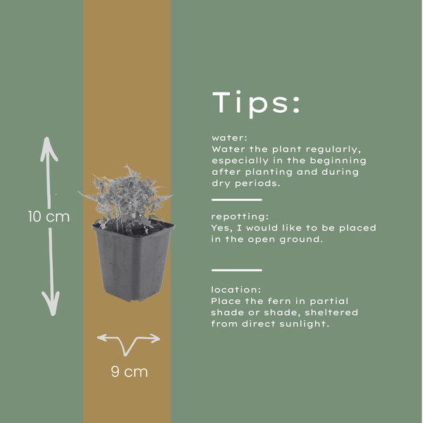 Gewöhnlicher Tüpfelfarn – Polypodium vulgare – Ansicht 5