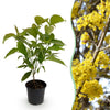 Kornelkirsche – Cornus mas – Standard