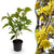 Kornelkirsche – Cornus mas – Standard
