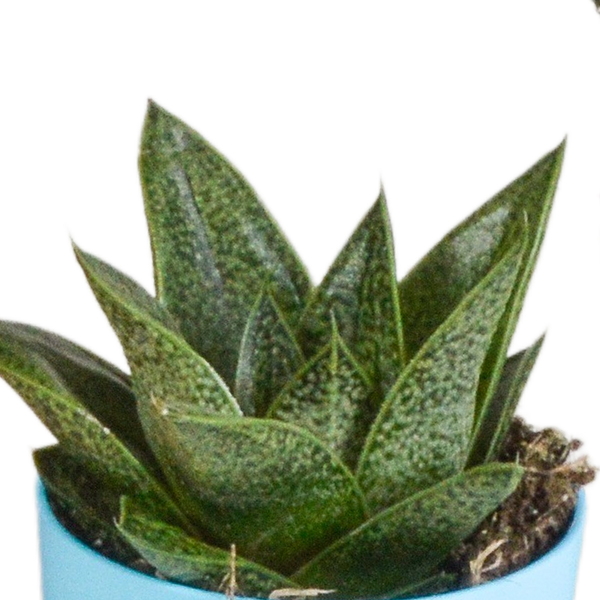 Sukkulenten-Set „Gasteria & Haworthia-Mix" – Gasterien und Haworthien – Ansicht 6