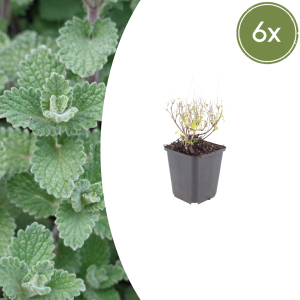 Kleinblütige Bergminze – Calamintha nepeta subsp. nepeta – 6 Stück