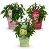 Rispenhortensien-Set „Groundbreaker" – Blush, Greeny und Ruby – Ansicht 2