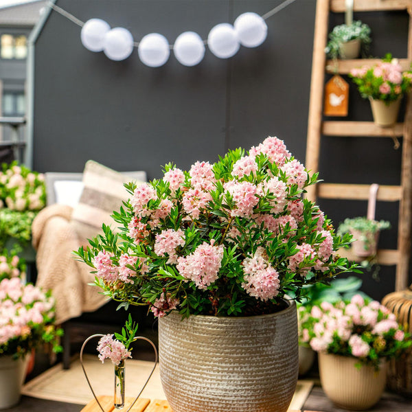 Zwerg-Rhododendron ‚Bloombux Magenta' – Rhododendron – Ansicht 5