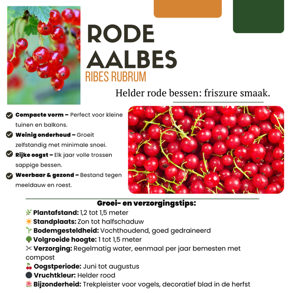 Obstpflanzen-Set „Früchte-Oase" – 5 verschiedene BIO-Obstpflanzen – Ansicht 2