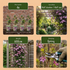 Bergwaldrebe ‚Mayleen' – Clematis montana – Ansicht 5