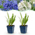 Schmucklilie Duo – Agapanthus – 6 Stück