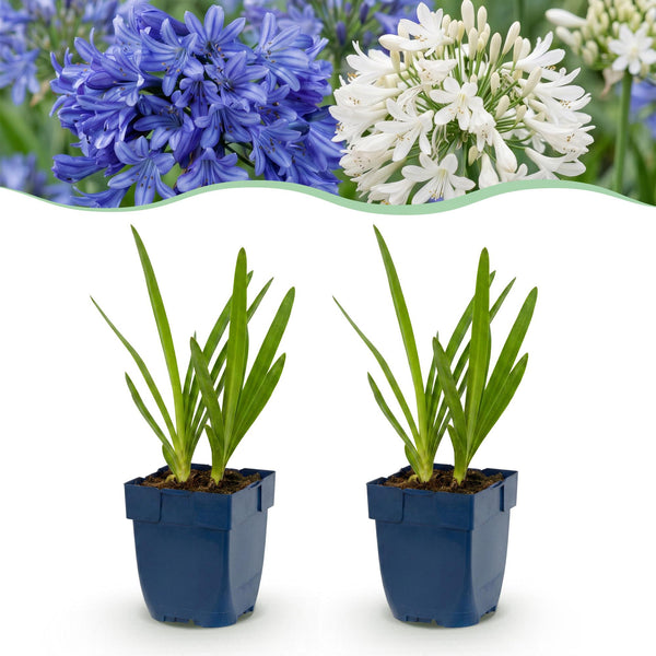 Schmucklilie Duo – Agapanthus – 6 Stück