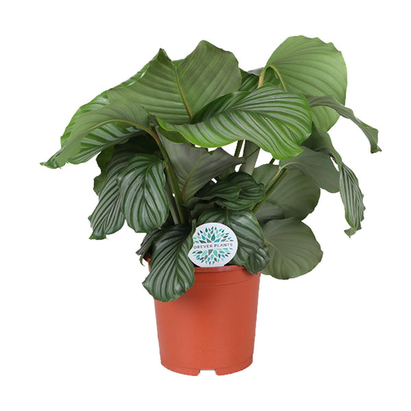 Calathea orbifolia