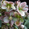 Lenzrose ‚Angels Glow' – Helleborus – Ansicht 4