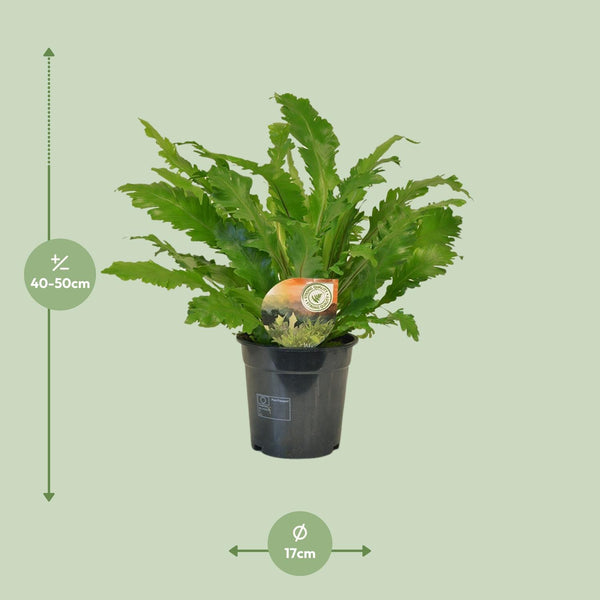 Nestfarn ‚Campio' – Asplenium nidus – Ansicht 2